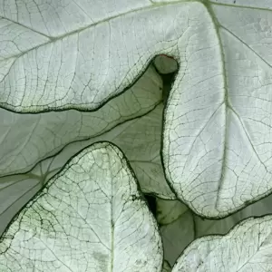 Caladium 'Florida Moonlight' - image 3
