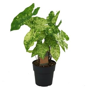 Caladium 'Frog In A Blender'