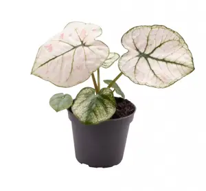 Caladium 'Kelly'