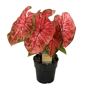 Caladium 'Lava Glow'