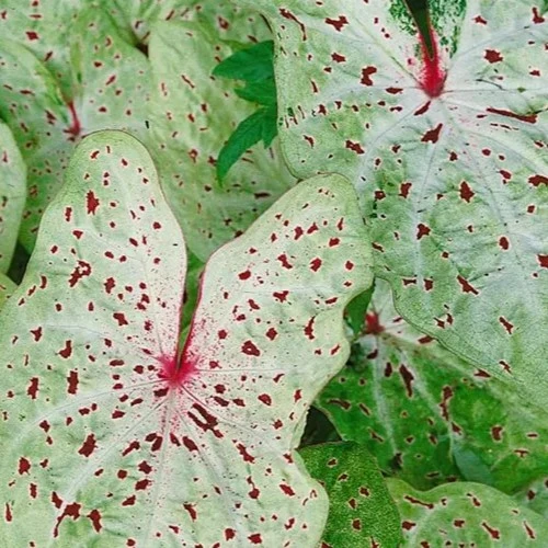 Caladium 'Miss Muffet'