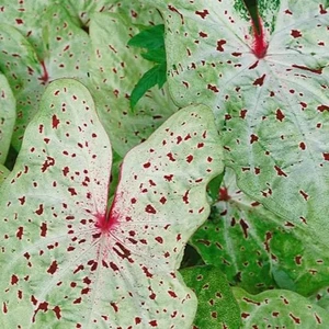 Caladium 'Miss Muffet'