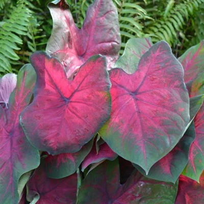 Caladium 'Postman Joyner' - image 2