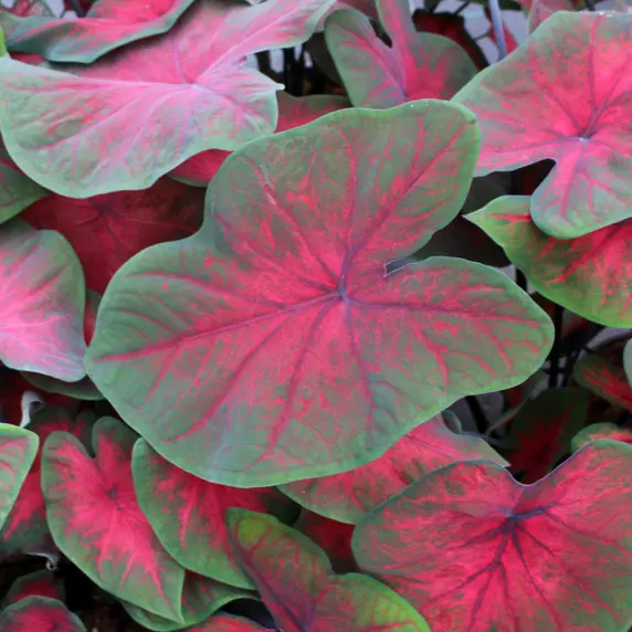 Caladium 'Postman Joyner' - image 1