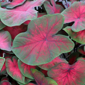 Caladium 'Postman Joyner' - image 1