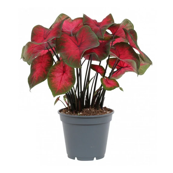 Caladium 'Red Glamour'
