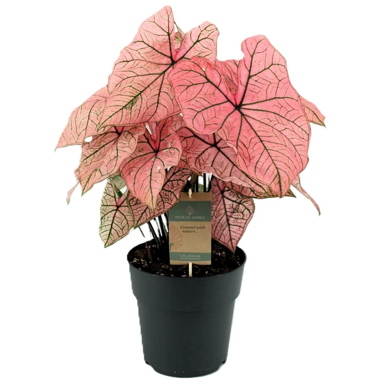 Caladium 'Spring Fling'