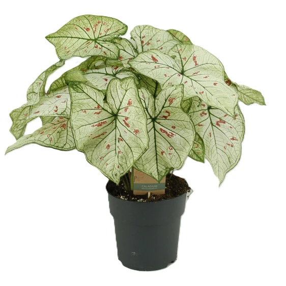 Caladium 'Strawberry Star'