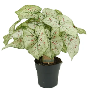 Caladium 'Strawberry Star'