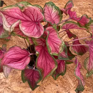 Caladium 'Sweetheart' - image 1