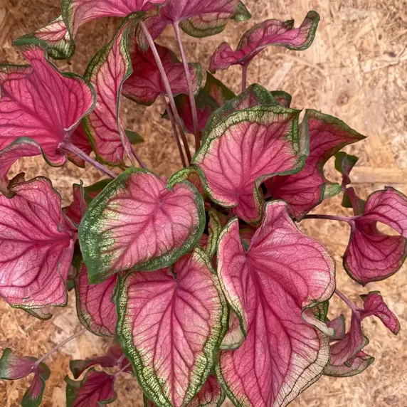 Caladium 'Sweetheart' - image 2