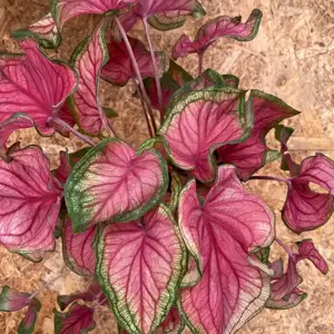 Caladium 'Sweetheart' - image 2