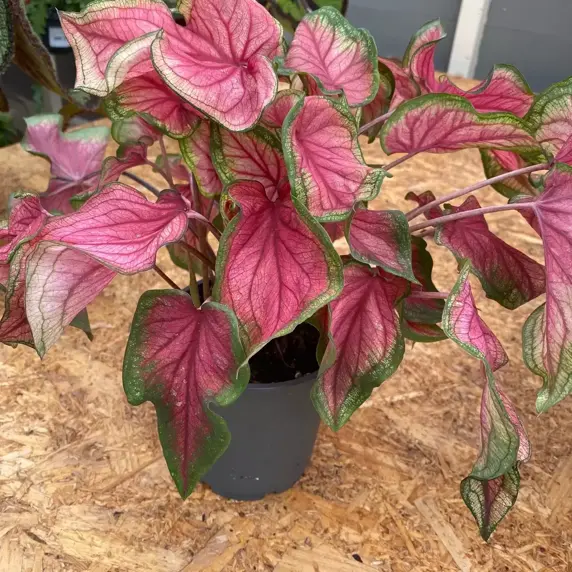 Caladium 'Sweetheart' - image 3
