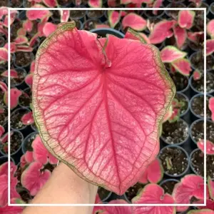 Caladium 'Sweetheart' - image 4