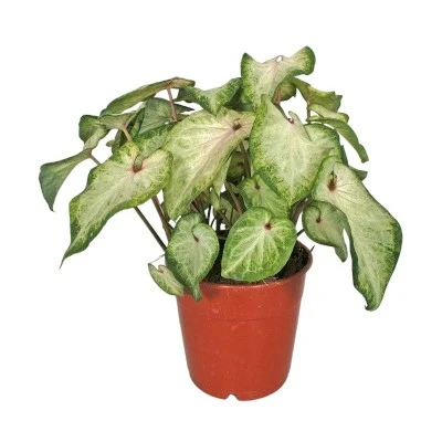 Caladium 'White Delight'