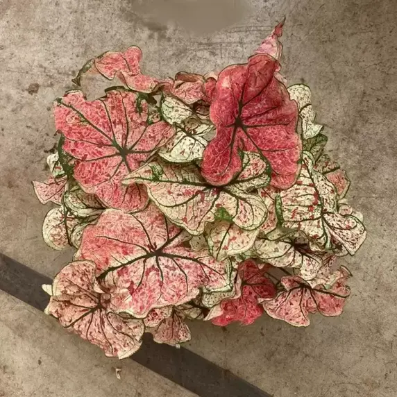 Caladium 'White Delight'