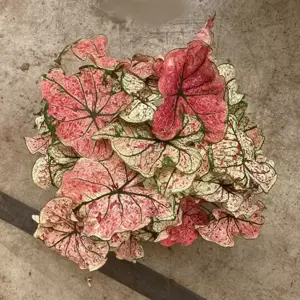 Caladium 'White Delight'