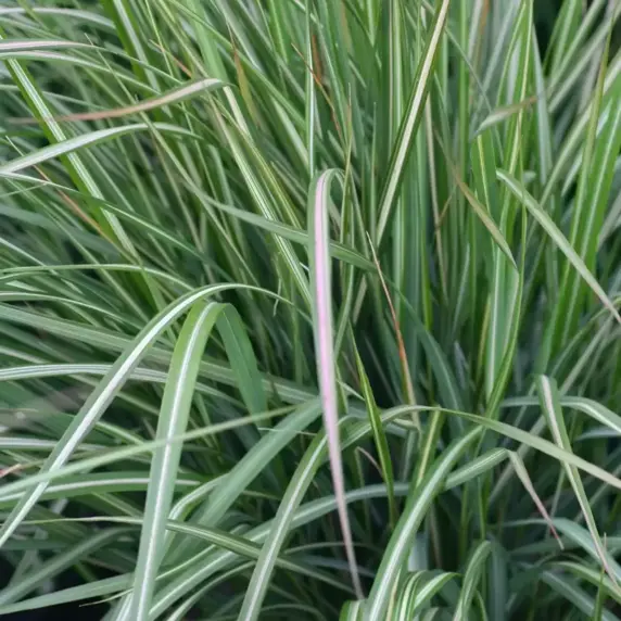Calamagrostis 'Avalanche'℗ - Photo courtesy of Walters Gardens, Inc