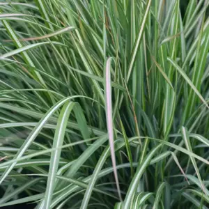 Calamagrostis 'Avalanche'℗ - Photo courtesy of Walters Gardens, Inc