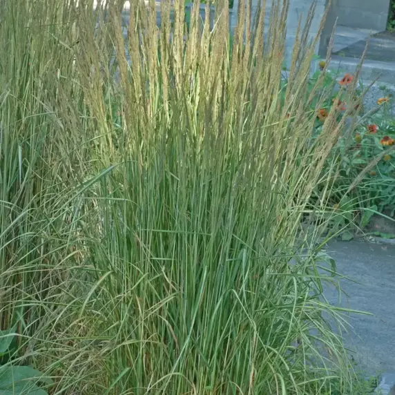 Calamagrostis 'Avalanche'℗ - Photo courtesy of Walters Gardens, Inc