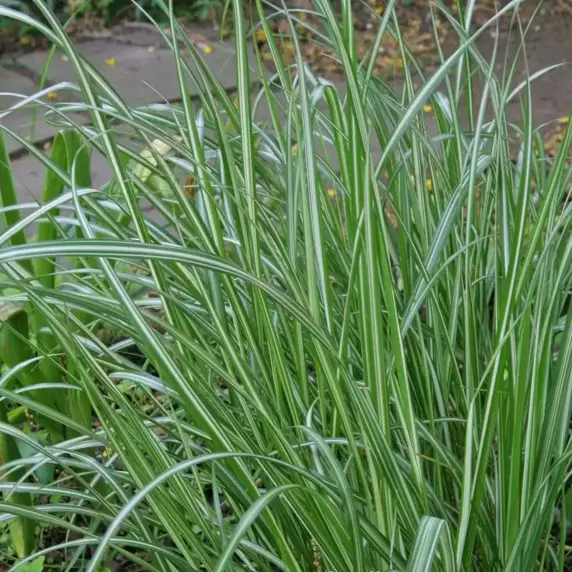 Calamagrostis 'Avalanche'℗ - Photo courtesy of Walters Gardens, Inc