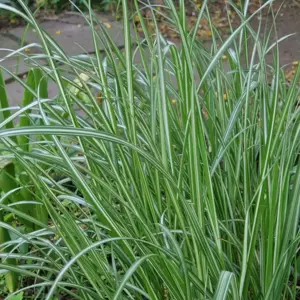 Calamagrostis 'Avalanche'℗ - Photo courtesy of Walters Gardens, Inc
