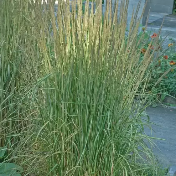 Calamagrostis 'Avalanche'℗ - Photo courtesy of Walters Gardens, Inc