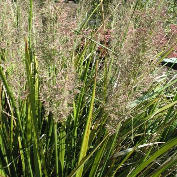 Picture Credit - Vitroflora