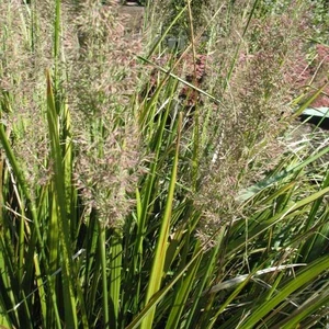 Picture Credit - Vitroflora