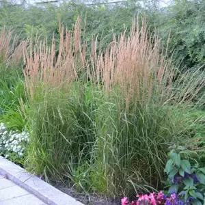 Calamagrostis 'Karl Foerster' - Photo courtesy of Walters Gardens, Inc