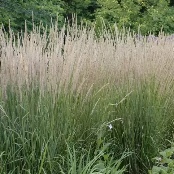 Calamagrostis 'Karl Foerster' - Photo courtesy of Walters Gardens, Inc