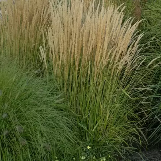 Calamagrostis 'Karl Foerster' - Photo courtesy of Walters Gardens, Inc