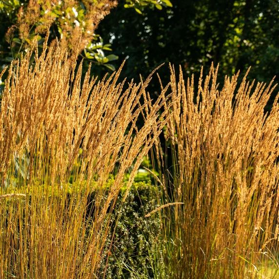 Calamagrostis acutiflora 'Karl Foerster' 2L - image 4