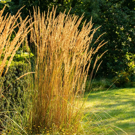 Calamagrostis acutiflora 'Karl Foerster' 2L - image 5
