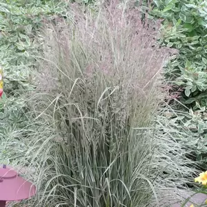 Calamagrostis 'Overdam' 3L