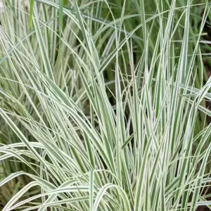 Calamagrostis 'Overdam'℗ - Photo courtesy of Walters Gardens, Inc