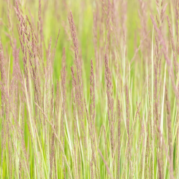 Calamagrostis 'Overdam' 1L - image 2