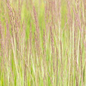 Calamagrostis 'Overdam' 1L - image 2