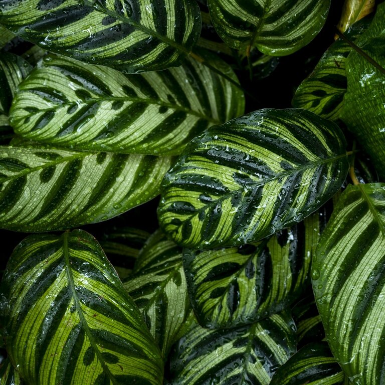 Calathea - Cowell's Garden Centre | Woolsington