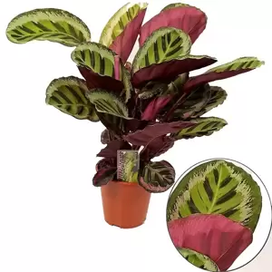 Calathea 'Angela' - image 2