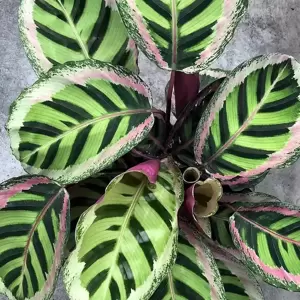 Calathea 'Angela' - image 1