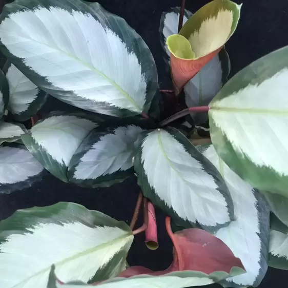 Calathea picturata 'Argentea' 12cm - image 1