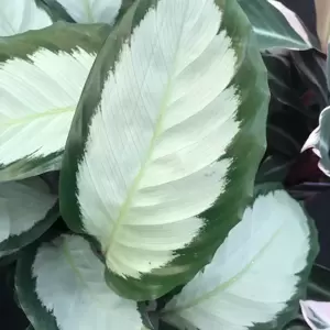 Calathea picturata 'Argentea' 17cm