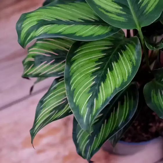 Calathea ornata 'Beauty Star' 6cm - image 1