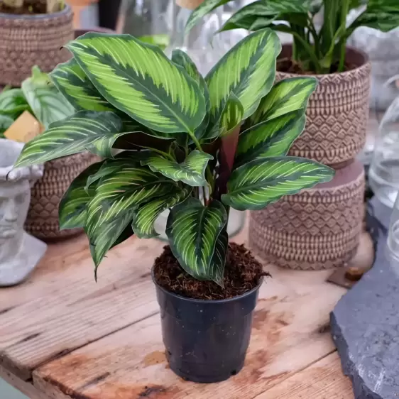 Calathea ornata 'Beauty Star' 14cm - image 2