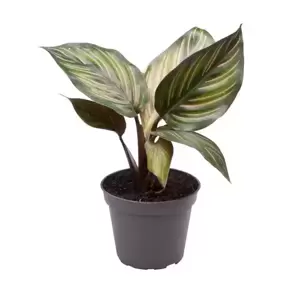 Calathea ornata 'Beauty Star' 6cm - image 2