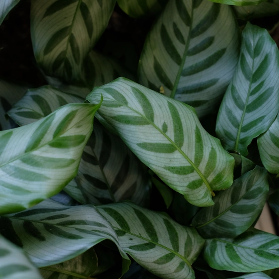 Calathea 'Bella Carlina' - image 1