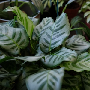 Calathea 'Bella Carlina' - image 2