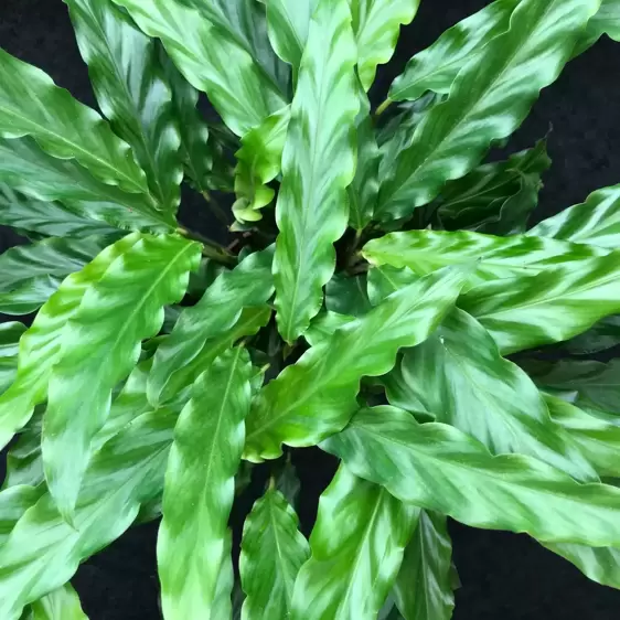 Calathea rufibarba 'Blue Grass' 12cm - image 1