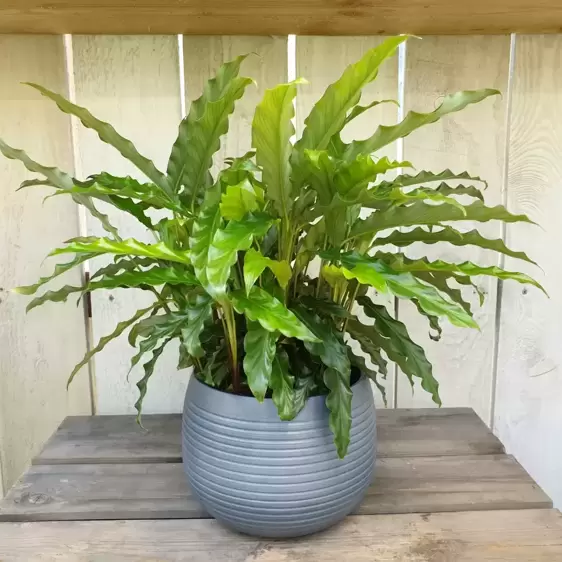 Calathea rufibarba 'Blue Grass' 12cm - image 3